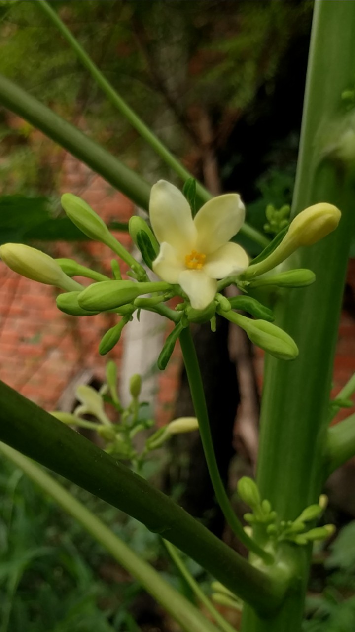 flower