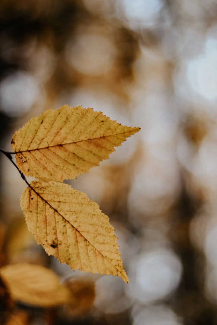 Autumn leaf
