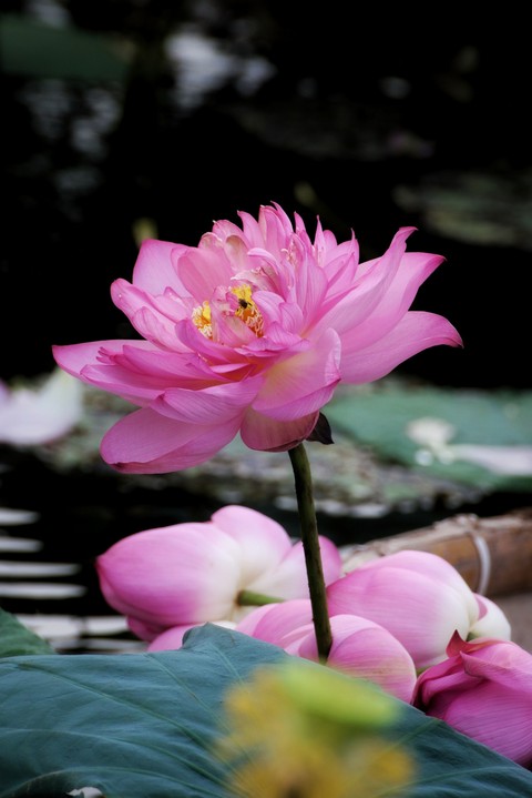 Lotus in summer