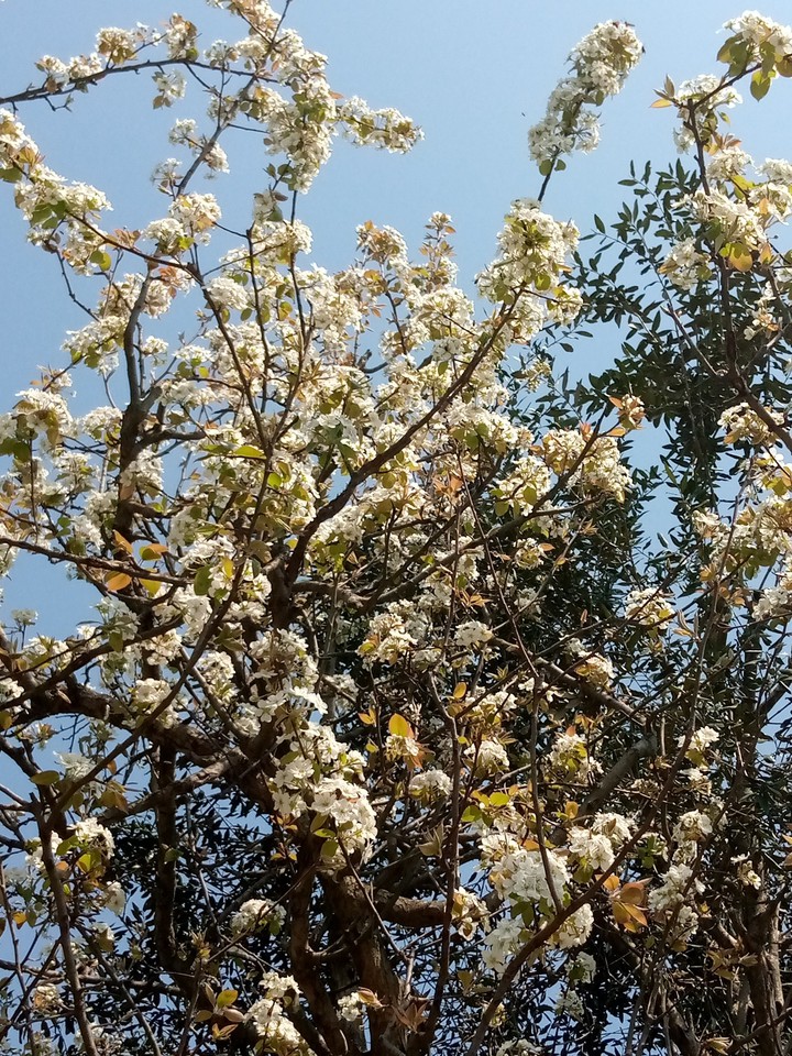 white flower tree
