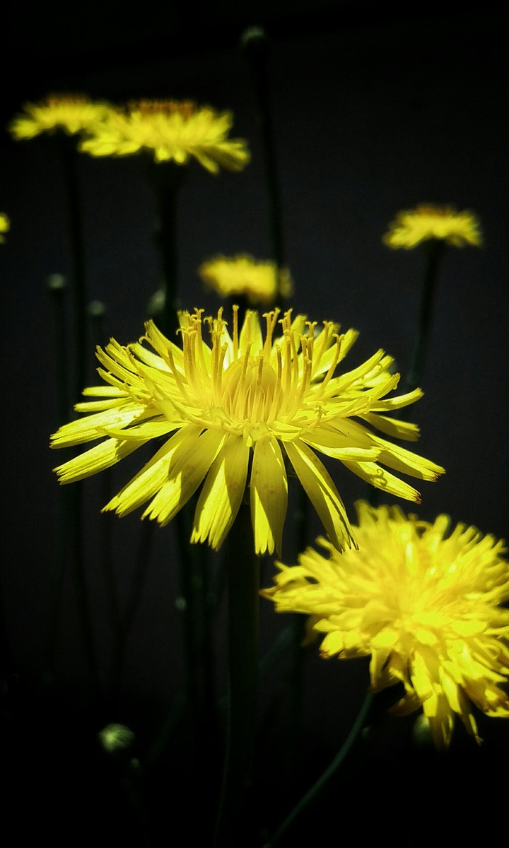 Flores Amarillas