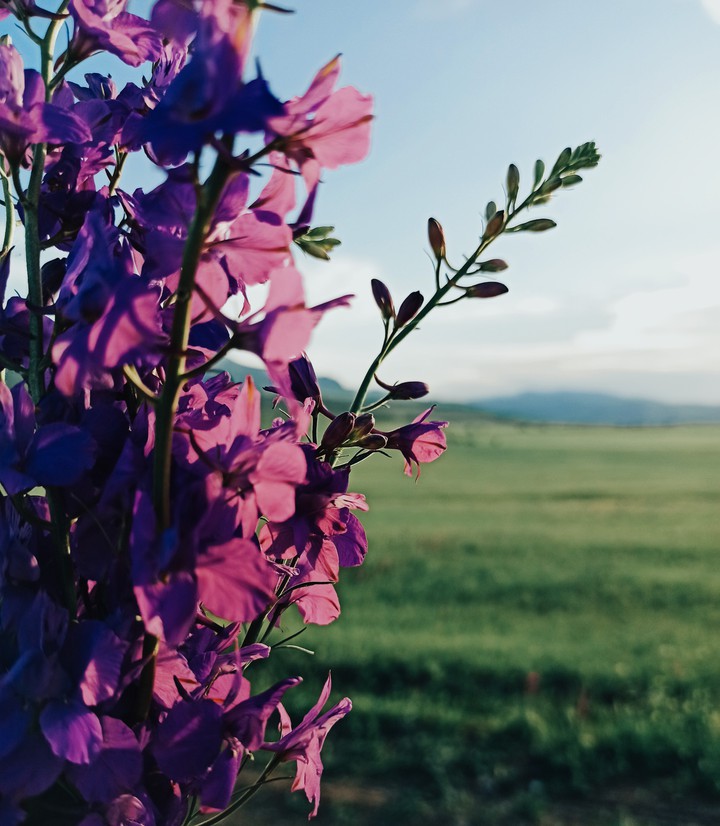 spring