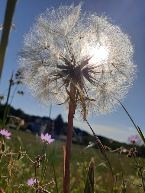 Sommer