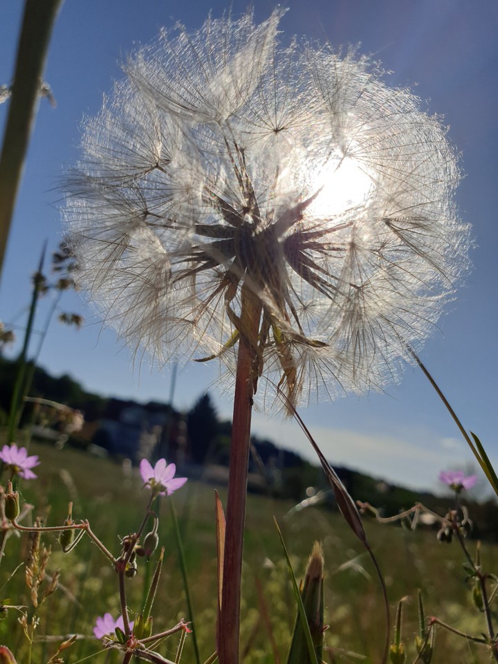 Sommer