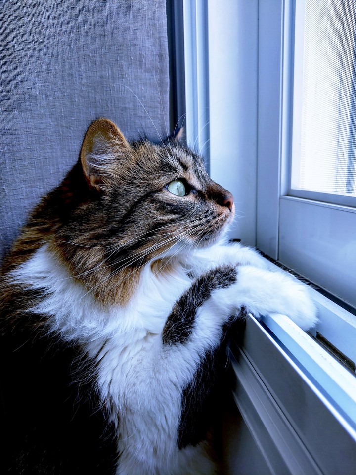 cat