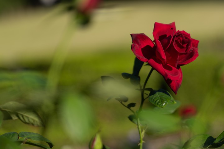 Rose