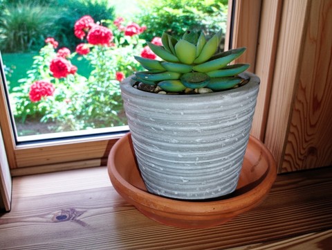 Plant in a window