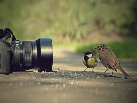 birds