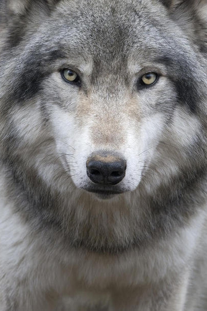 Wolf