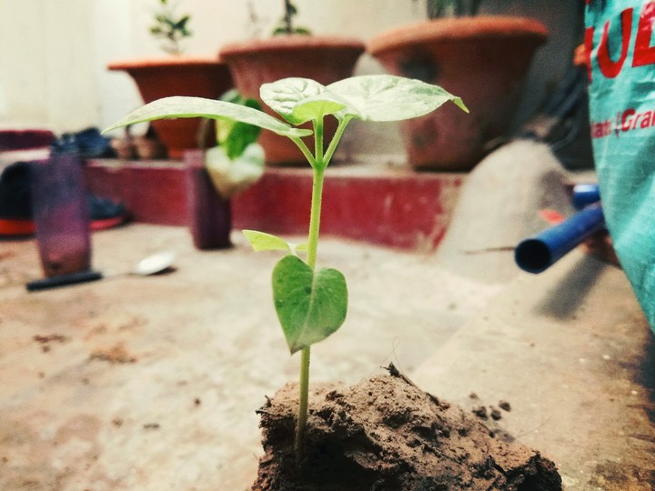 growing plant