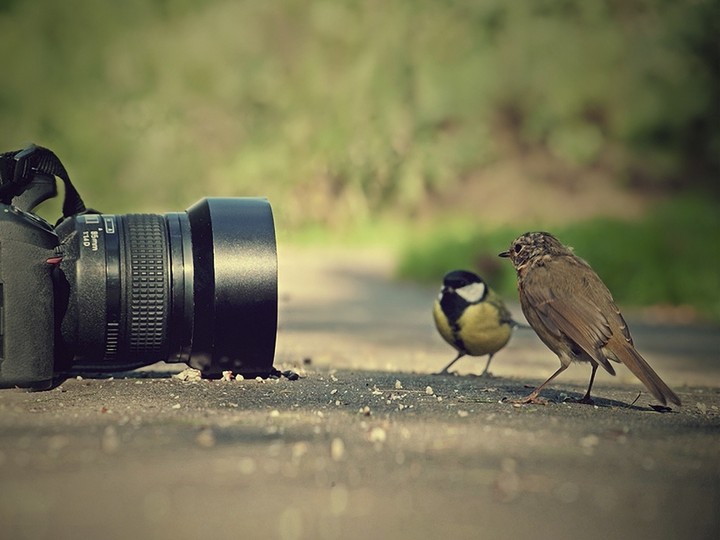 birds
