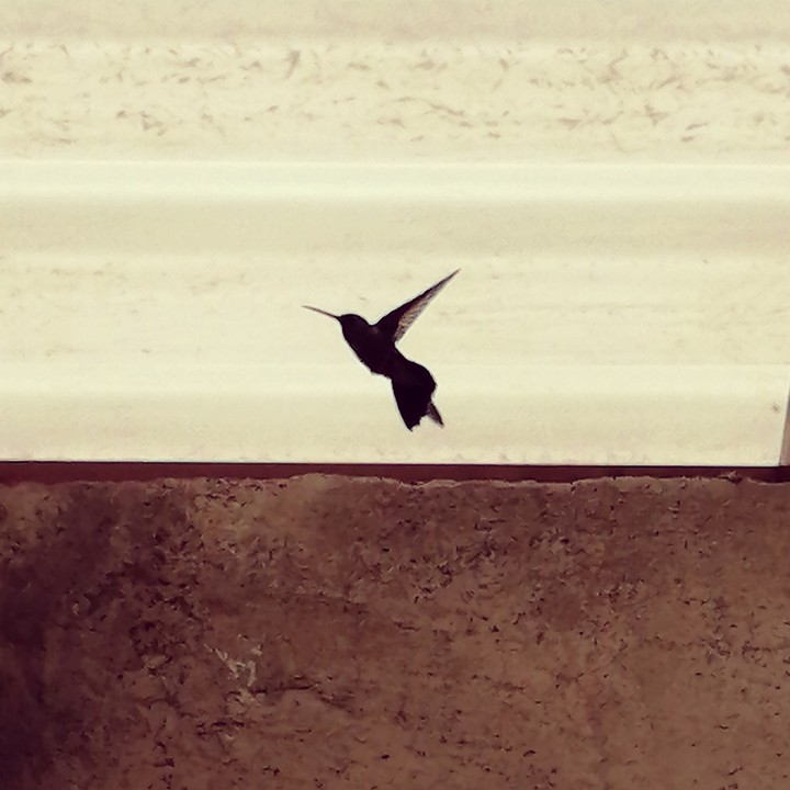 colibrí