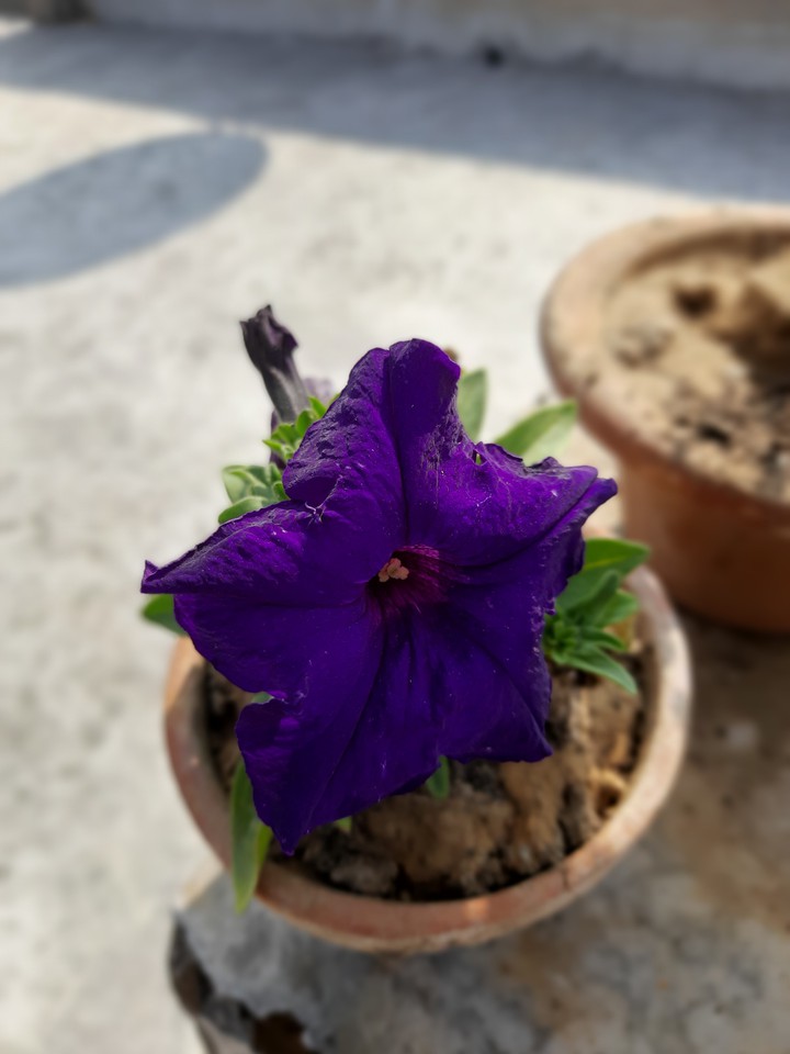 Purple Petunia