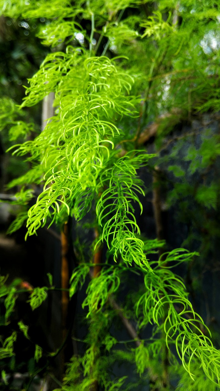 Green Plant