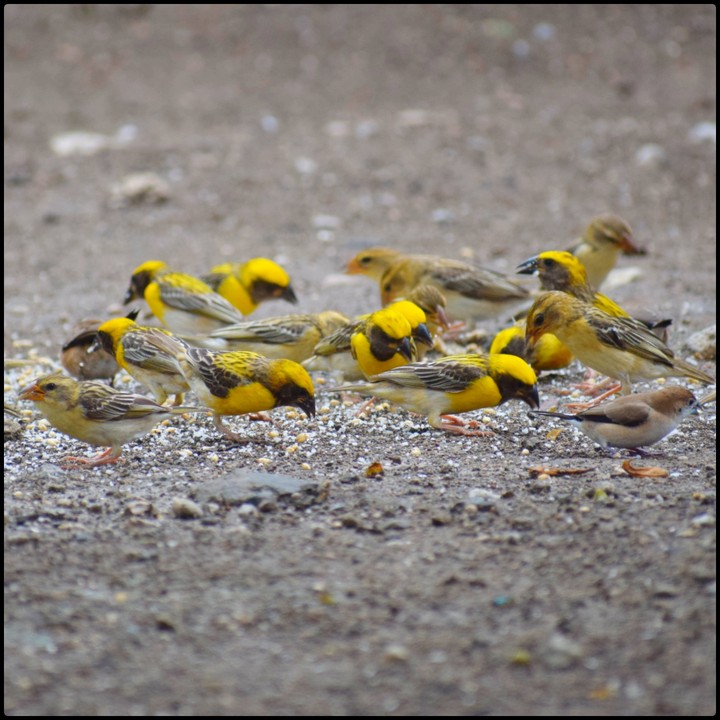 BIRDS