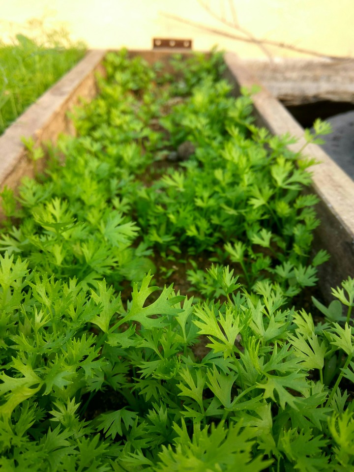 coriander