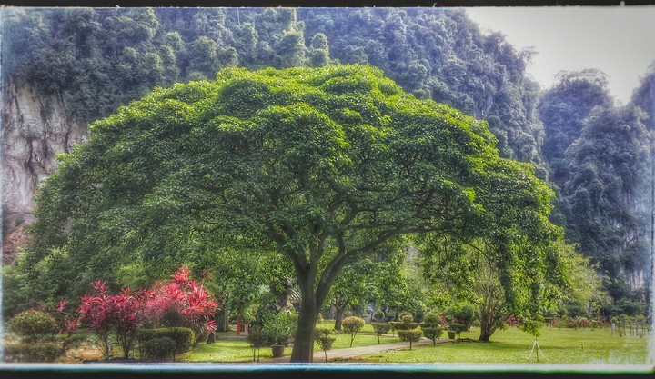Just a tree
