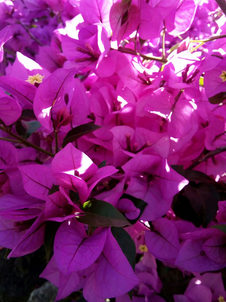 Bugambilias