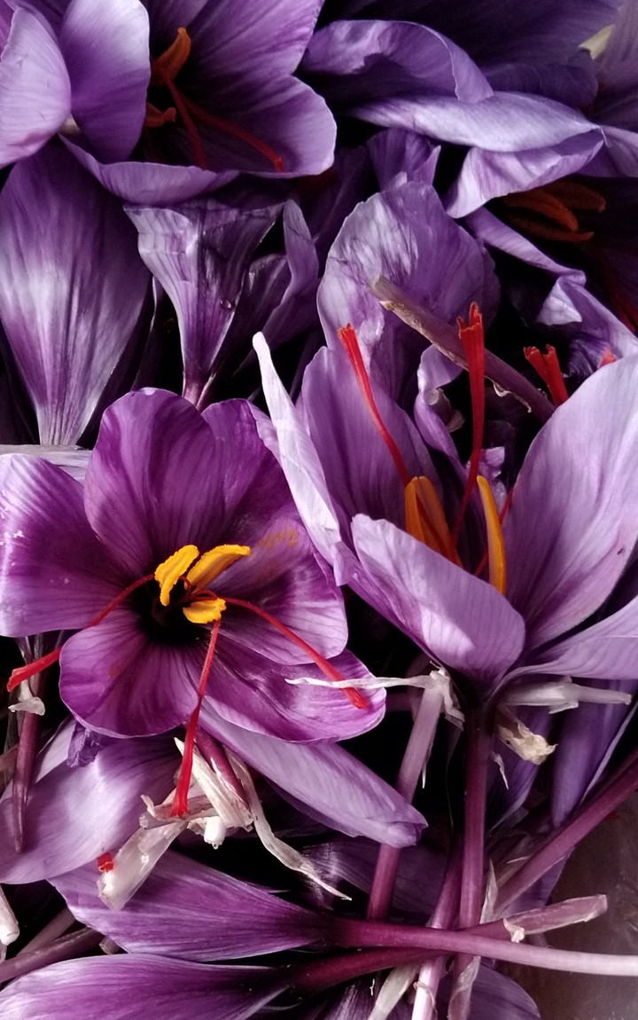 saffron