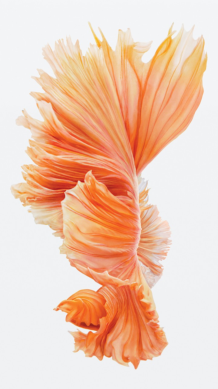 IOS fish