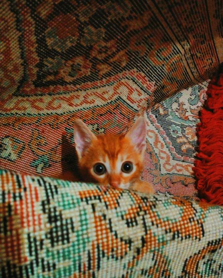 mişa
