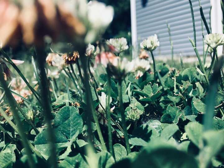 summer flowers