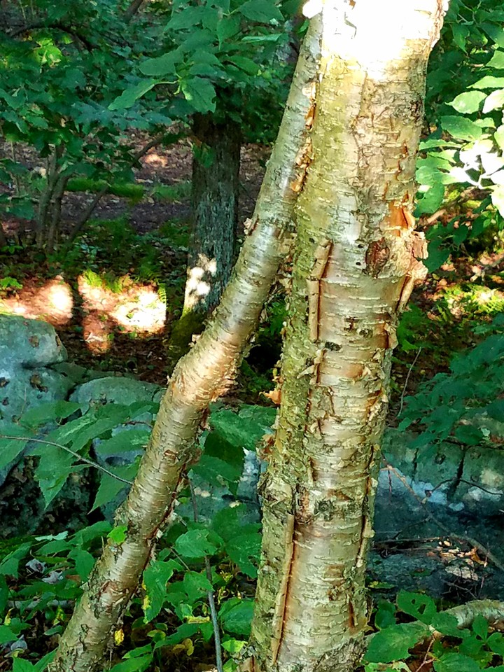 Nature Walk