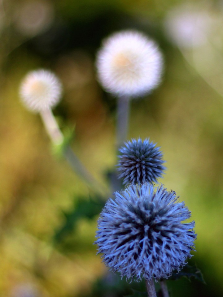 Pompons