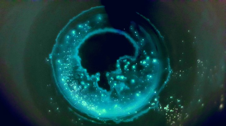 fondo taza