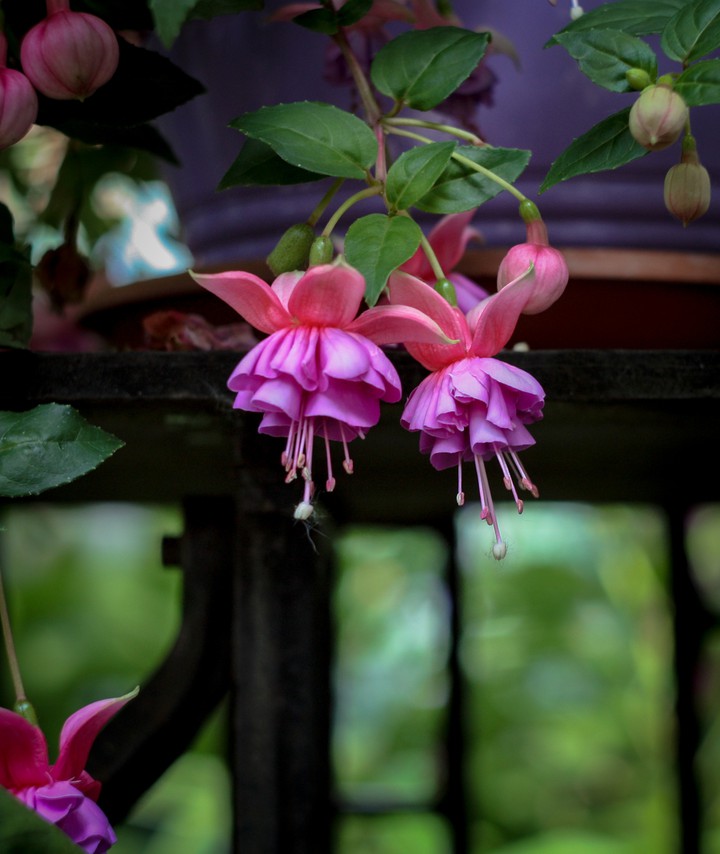 fuchsia