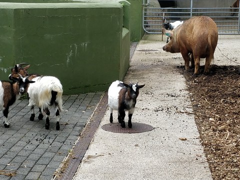 pigmy goat