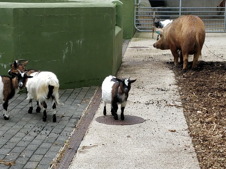 pigmy goat