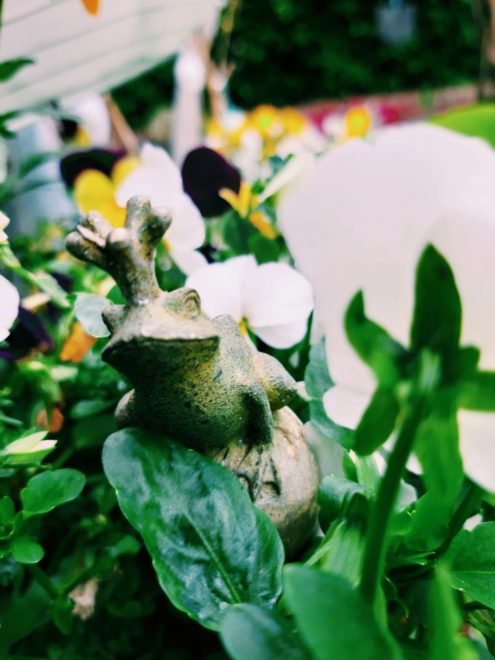 Frosch