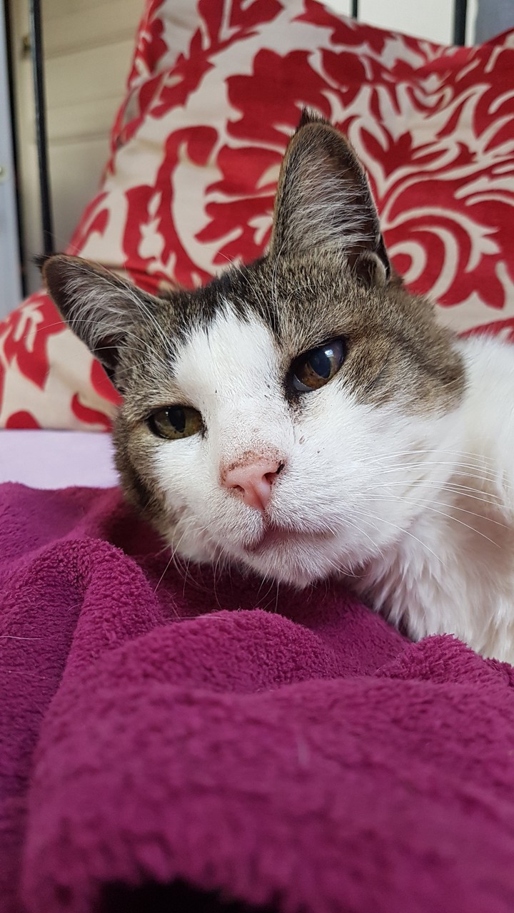 chat