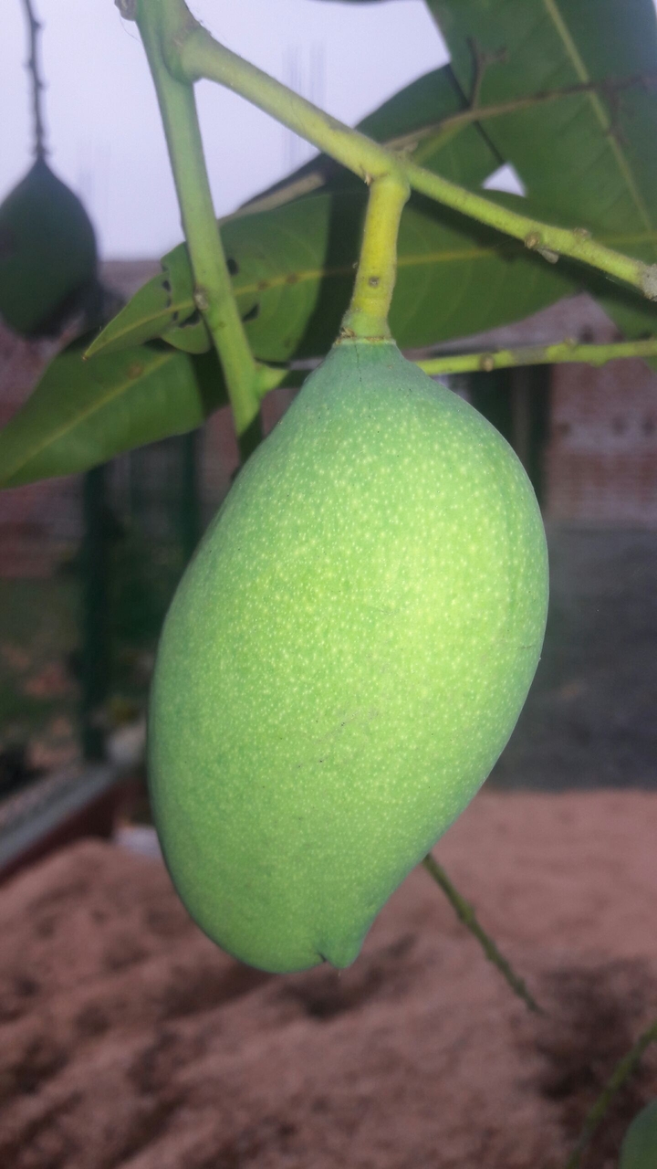 Sweet Ripe Mango