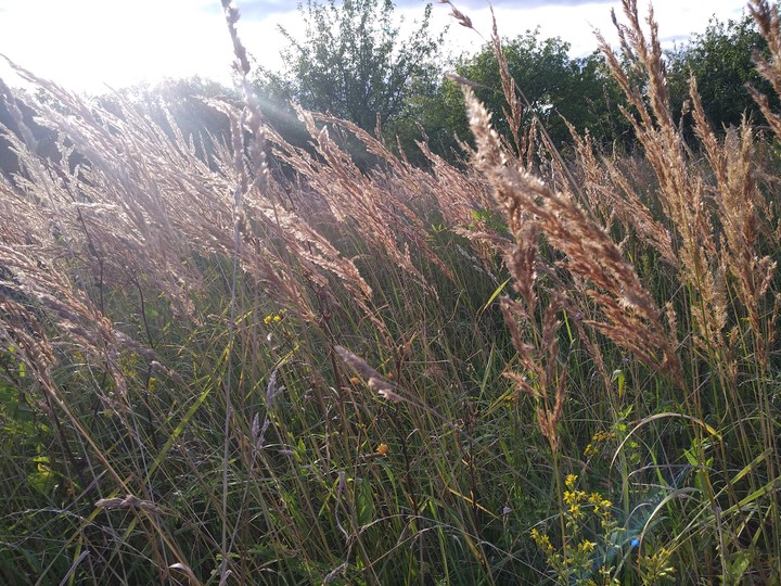 Grass