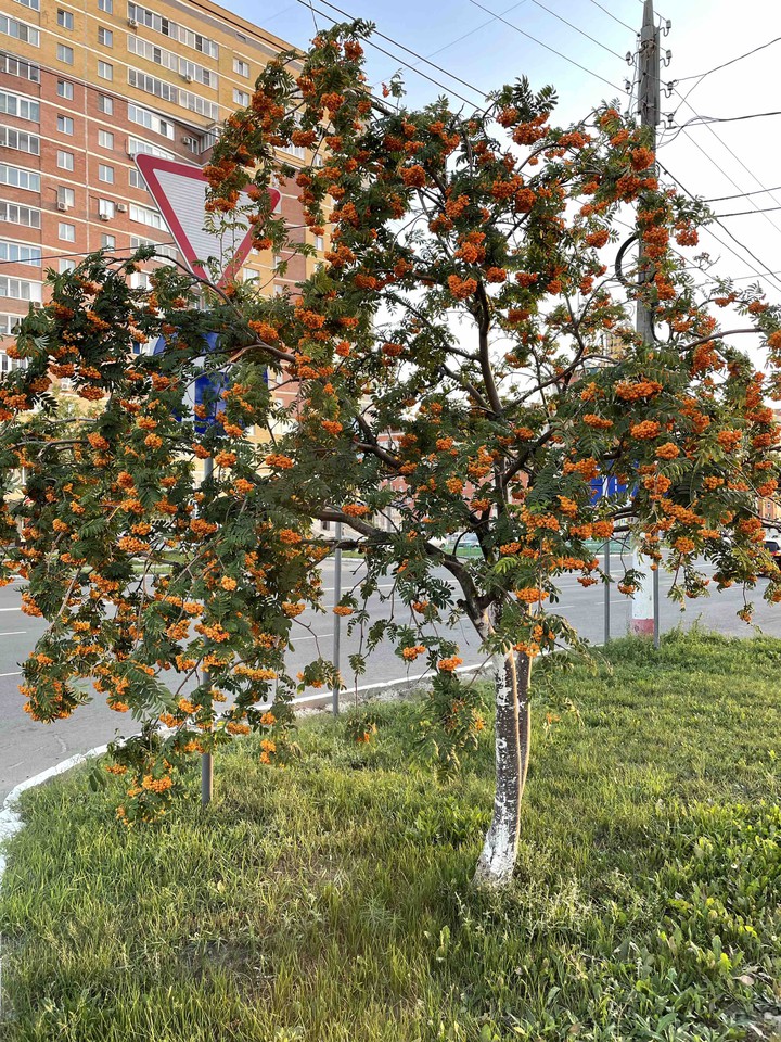 Rowan