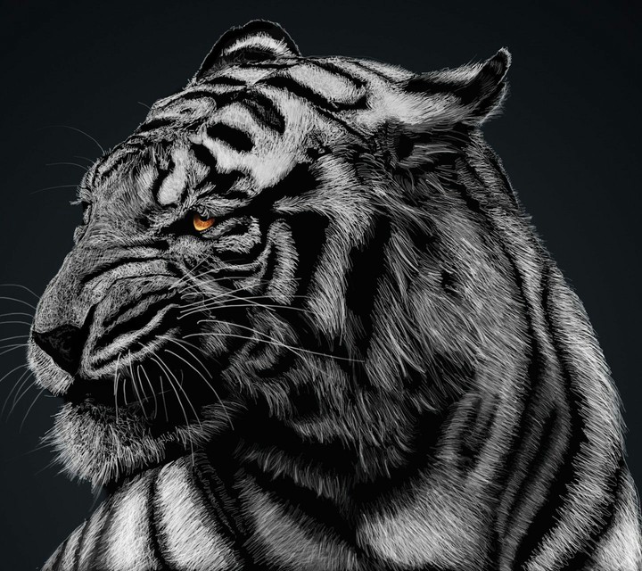 White tiger