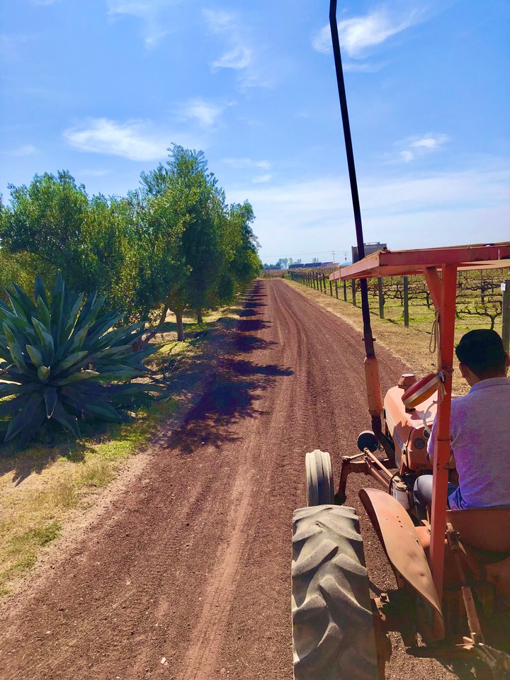 Viñedos en Hidalgo