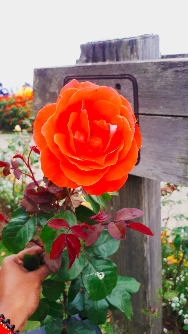 fresh bloomed rose