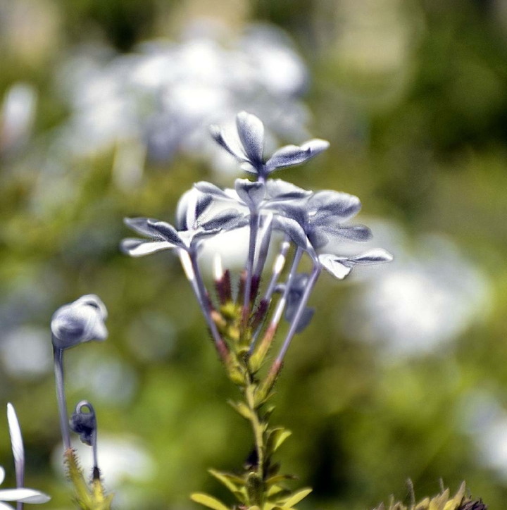 White flower