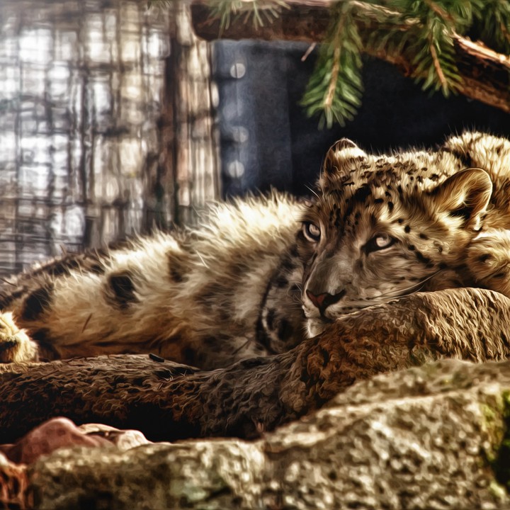 Leopard
