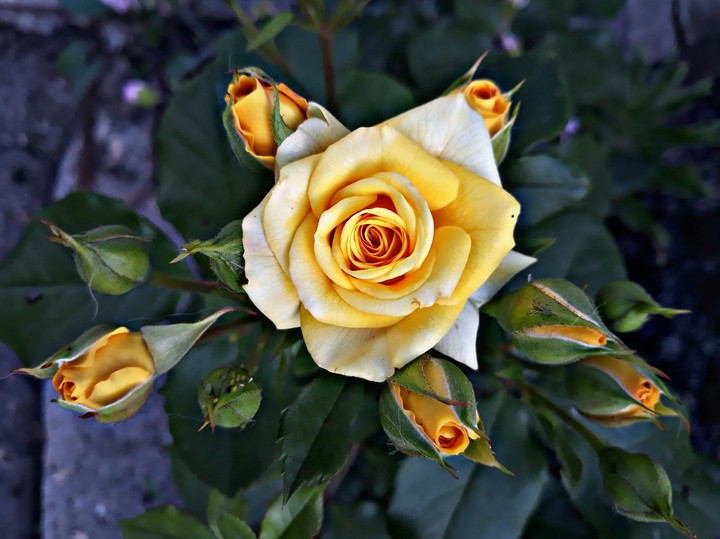 Rose
