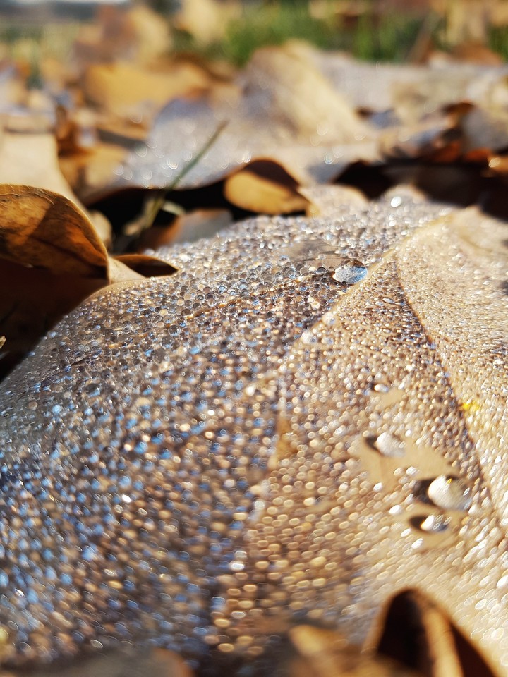 leaves