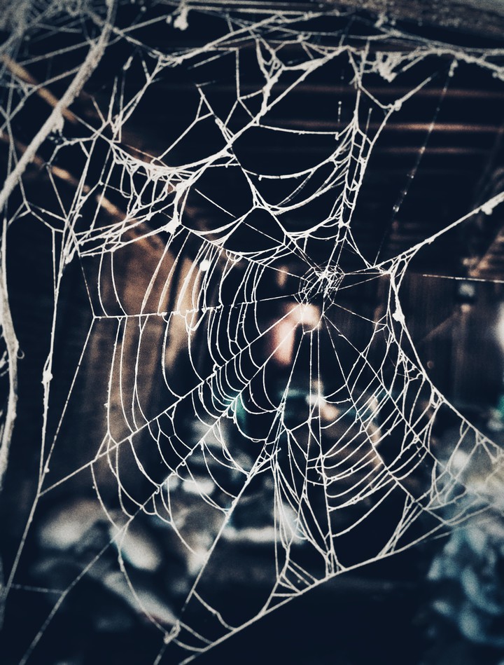 Spider