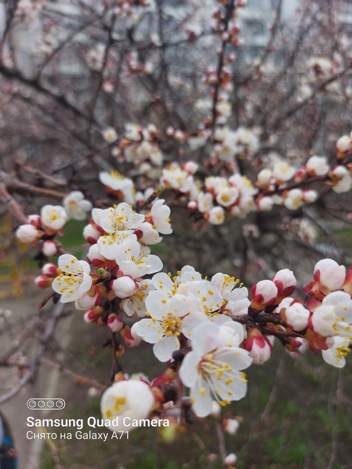 #spring # весна#цветв