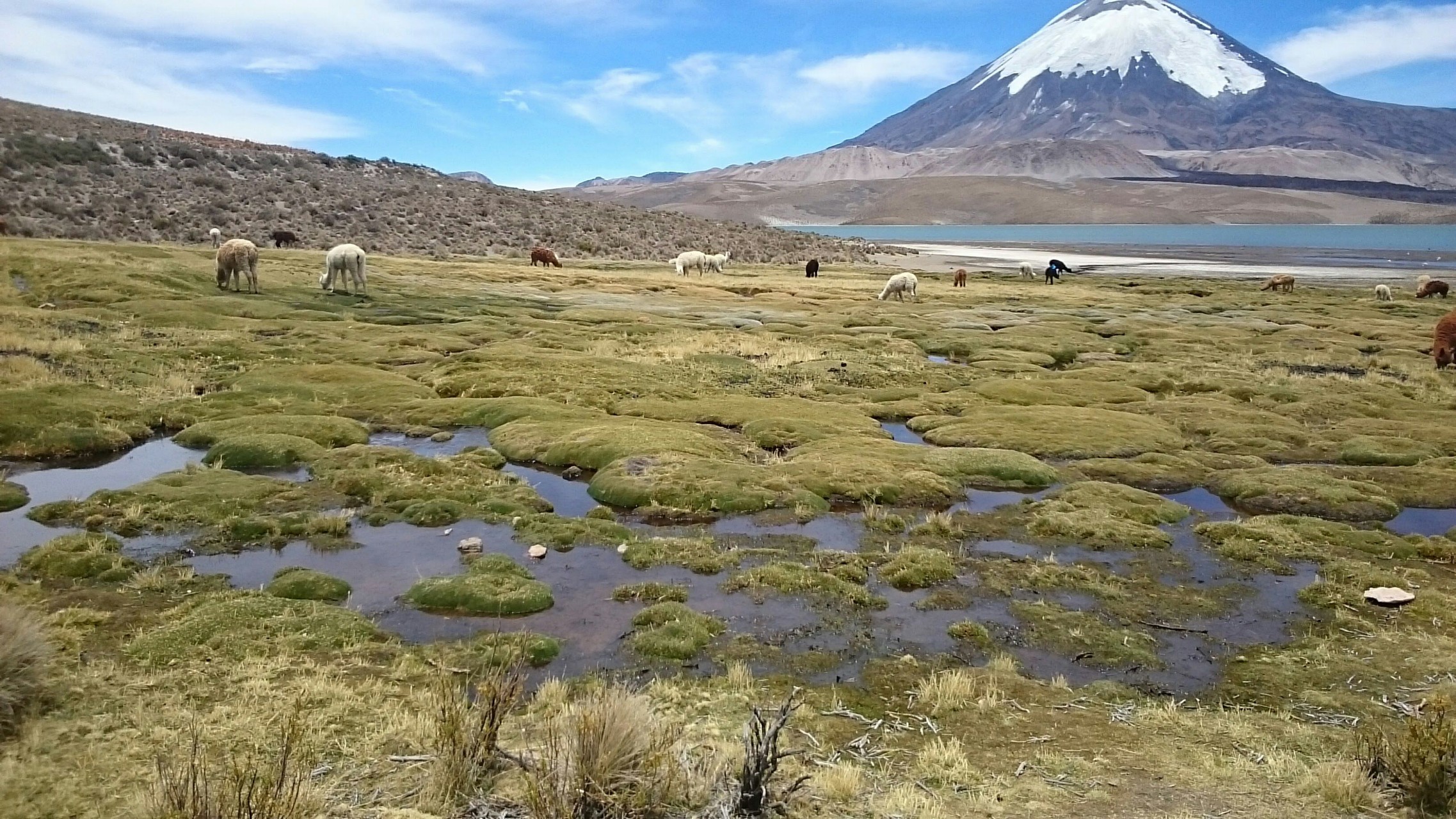 lago chungara, Arica Chile