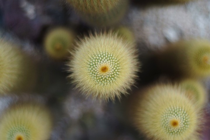 Cactus