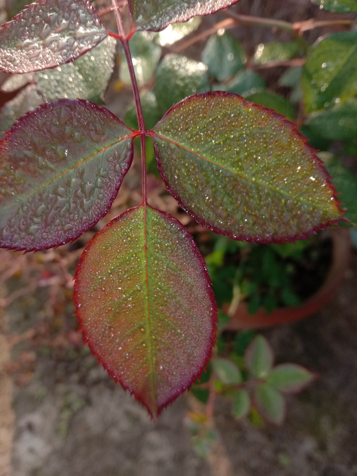 leaves