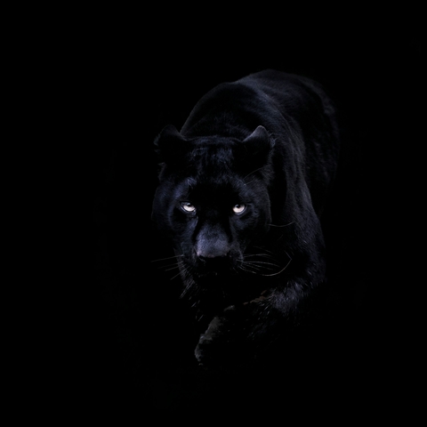 Black Panther